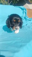 Aaa, a female Miniature Dachshund for sale in Shelton, WA – Photo 2 of 10