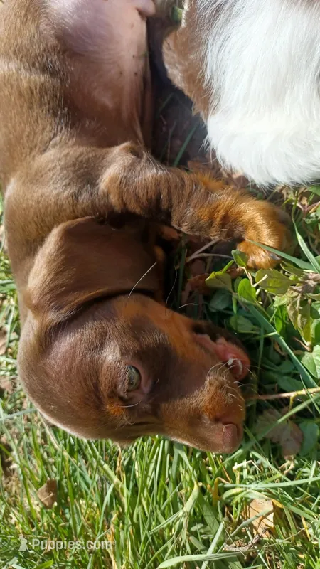 Tiny boy – Miniature Dachshund puppy for sale in Shelton, WA