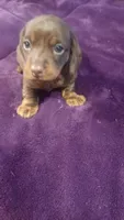 Ccc, a male Miniature Dachshund for sale in Shelton, WA – Photo 3 of 5