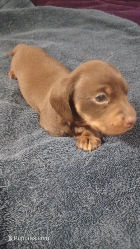 Ccc, a male Miniature Dachshund for sale in Shelton, WA – Photo 1 of 5