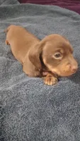 Ccc, a male Miniature Dachshund for sale in Shelton, WA – Photo 1 of 5