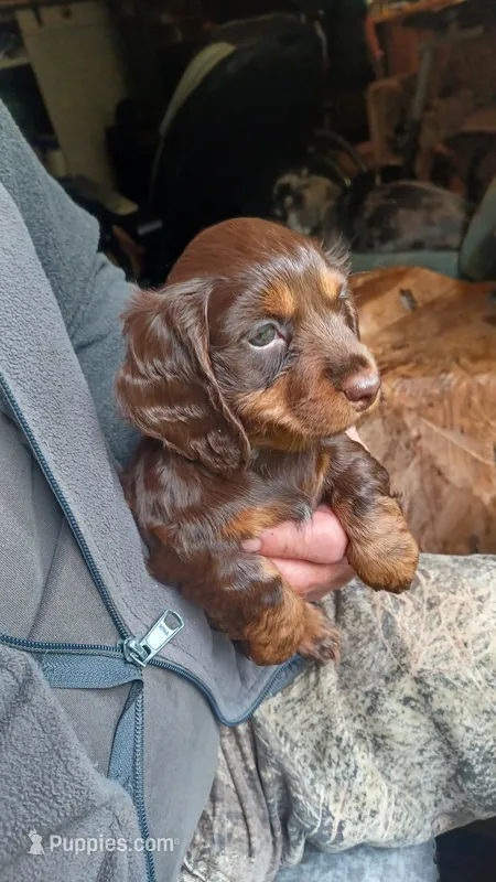 Aaa – Miniature Dachshund puppy for sale in Shelton, WA