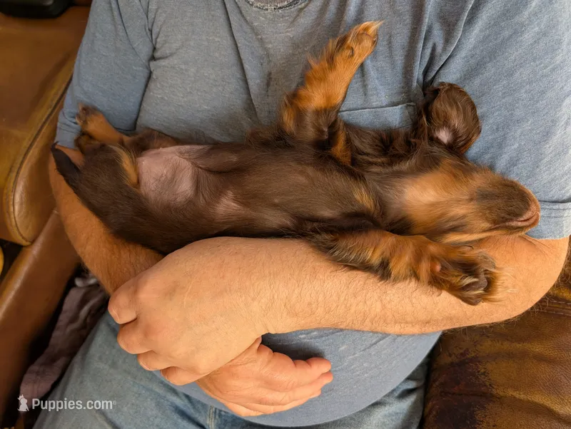 Bbb – Miniature Dachshund puppy for sale in Shelton, WA