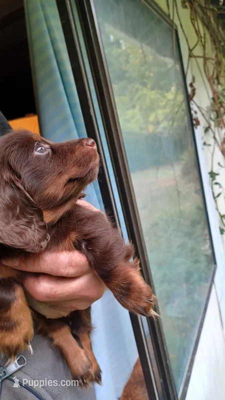 Bbb – Miniature Dachshund puppy for sale in Shelton, WA