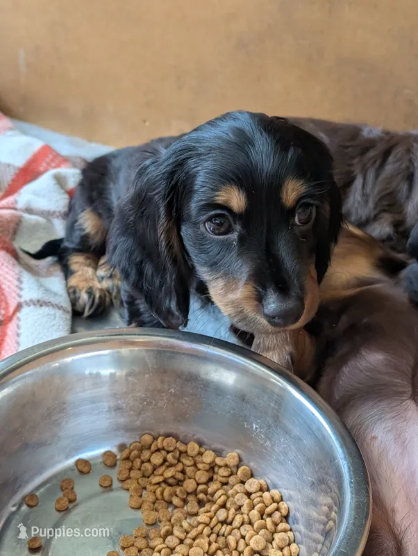 Ddd – Miniature Dachshund puppy for sale in Shelton, WA