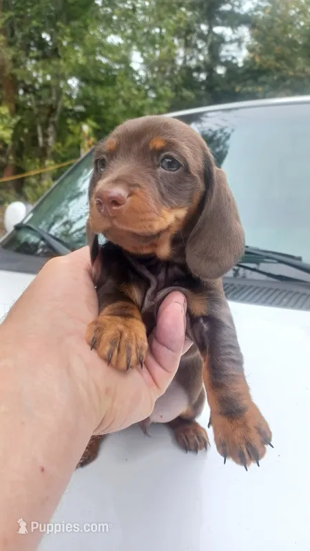 Ccc – Miniature Dachshund puppy for sale in Shelton, WA