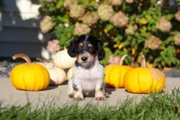 Lily, a female Dachshund for sale in Millersburg, OH – 2 of 8