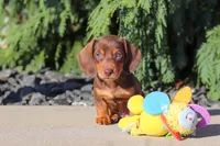 Mudge, a male Dachshund for sale in Millersburg, OH – 2 of 9