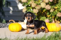 Precious, a female Dachshund for sale in Millersburg, OH – 8 of 10