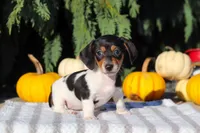 Holly, a female Dachshund for sale in Millersburg, OH – 3 of 10