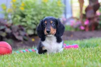Hudson, a male Miniature Dachshund for sale in Millersburg, OH – 5 of 7