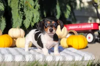 Holly, a female Dachshund for sale in Millersburg, OH – 4 of 10