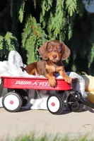 Mudge, a male Dachshund for sale in Millersburg, OH – 4 of 9