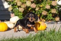 Precious, a female Dachshund for sale in Millersburg, OH – 2 of 10