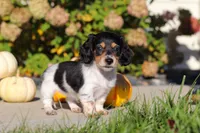 Lucy, a female Dachshund for sale in Millersburg, OH – 2 of 8