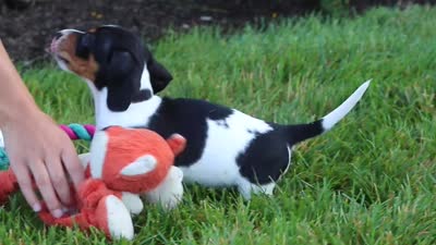 Hunter, a male Miniature Dachshund for sale in Millersburg, OH – 7 of 7
