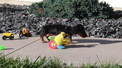 Precious, a female Dachshund for sale in Millersburg, OH – 10 of 10