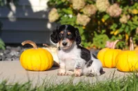 Lily, a female Dachshund for sale in Millersburg, OH – 3 of 8