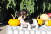 Holly, a female Dachshund for sale in Millersburg, OH – 5 of 10