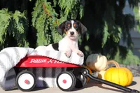 Bailey, a female Dachshund for sale in Millersburg, OH – 7 of 10