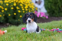 Hunter, a male Miniature Dachshund for sale in Millersburg, OH – 2 of 7
