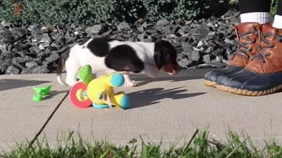 Holly, a female Dachshund for sale in Millersburg, OH – 10 of 10
