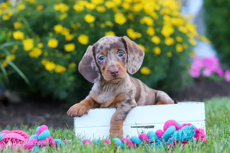 Precious – Miniature Dachshund puppy for sale in Millersburg, OH