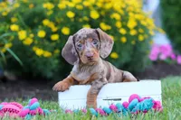 Precious, a female Miniature Dachshund for sale in Millersburg, OH – 1 of 10