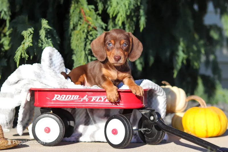 Mudge – Dachshund puppy for sale in Millersburg, OH