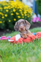 Precious, a female Miniature Dachshund for sale in Millersburg, OH – 2 of 10