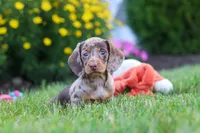 Precious, a female Miniature Dachshund for sale in Millersburg, OH – 5 of 10