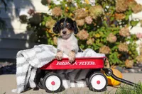 Lily, a female Dachshund for sale in Millersburg, OH – 7 of 8