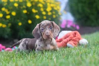 Precious, a female Miniature Dachshund for sale in Millersburg, OH – 6 of 10