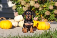 Precious, a female Dachshund for sale in Millersburg, OH – 7 of 10