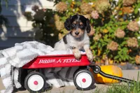 Lily, a female Dachshund for sale in Millersburg, OH – 5 of 8