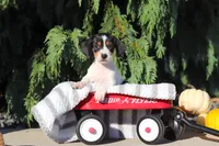 Bailey, a female Dachshund for sale in Millersburg, OH – 8 of 10