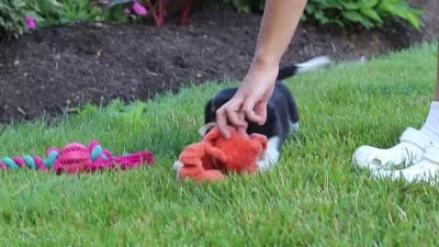 Hudson, a male Miniature Dachshund for sale in Millersburg, OH – 7 of 7