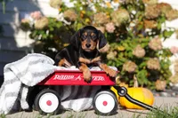 Precious, a female Dachshund for sale in Millersburg, OH – 4 of 10