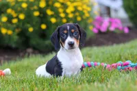 Hunter, a male Miniature Dachshund for sale in Millersburg, OH – 1 of 7