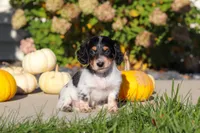 Lily, a female Dachshund for sale in Millersburg, OH – 4 of 8