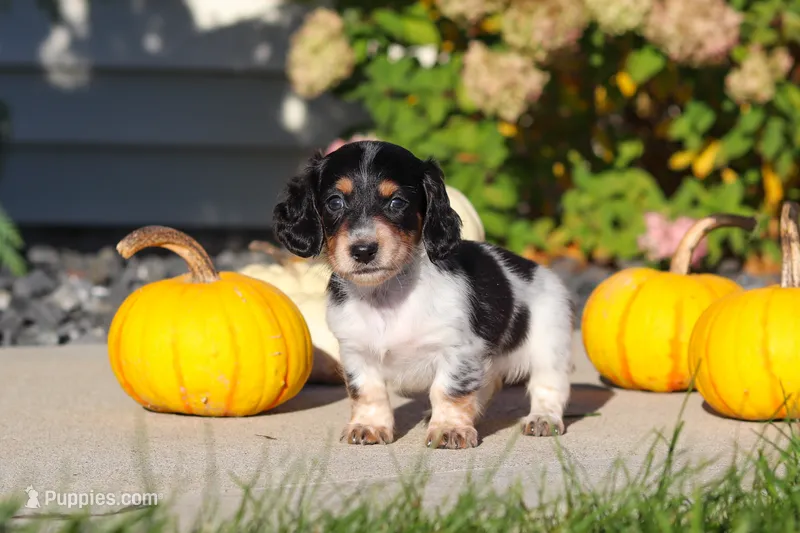 Lily – Dachshund puppy for sale in Millersburg, OH