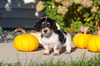 Lily, a female Dachshund for sale in Millersburg, OH – 1 of 8