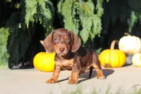 Mudge, a male Dachshund for sale in Millersburg, OH – 7 of 9