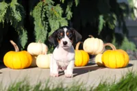 Bailey, a female Dachshund for sale in Millersburg, OH – 5 of 10