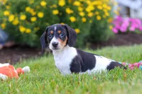 Hunter, a male Miniature Dachshund for sale in Millersburg, OH – 6 of 7