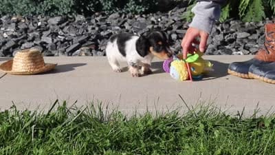 Lily, a female Dachshund for sale in Millersburg, OH – 8 of 8