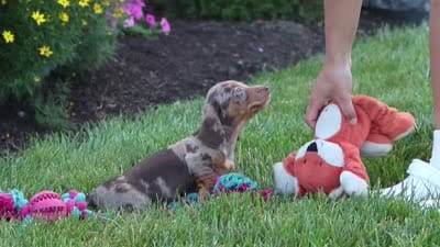 Precious, a female Miniature Dachshund for sale in Millersburg, OH – 10 of 10