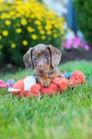Precious, a female Miniature Dachshund for sale in Millersburg, OH – 7 of 10
