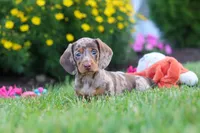 Precious, a female Miniature Dachshund for sale in Millersburg, OH – 3 of 10