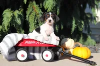 Bailey, a female Dachshund for sale in Millersburg, OH – 9 of 10
